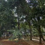 Árvore cai na Zona Leste e fere duas pessoas em São Paulo