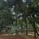 Árvore cai na Zona Leste e fere duas pessoas em São Paulo