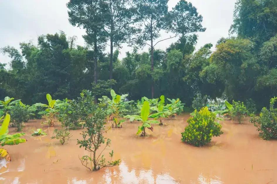 Enchentes no RS: Justiça Prorroga Prazo para Pagamento de Crédito Rural