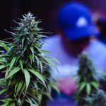 STJ desclassifica plantação de 56 pés de maconha para consumo pessoal