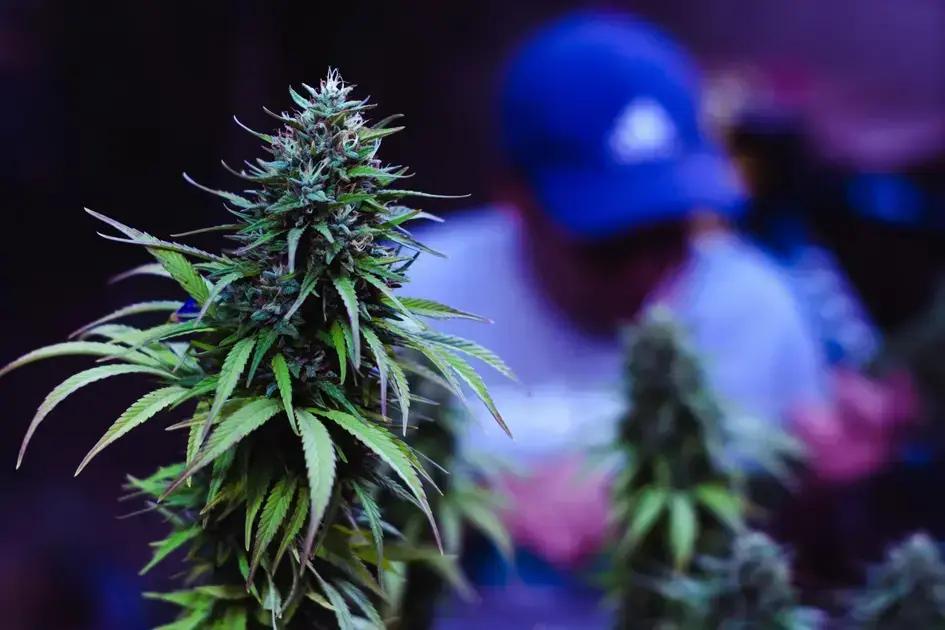 STJ desclassifica plantação de 56 pés de maconha para consumo pessoal