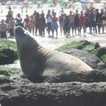 Elefante-marinho relaxa em Praia de Piratininga e encanta banhistas