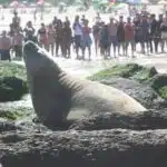 Elefante-marinho relaxa em Praia de Piratininga e encanta banhistas
