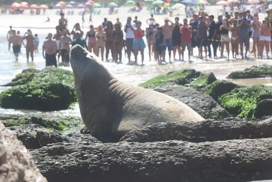 Elefante-marinho relaxa em Praia de Piratininga e encanta banhistas