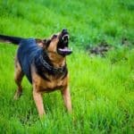 TJ-DF mantém condenação por ataque de cão a vizinha