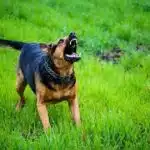 TJ-DF mantém condenação por ataque de cão a vizinha