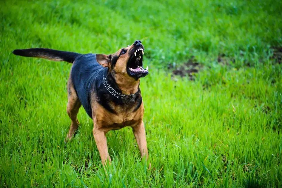 TJ-DF mantém condenação por ataque de cão a vizinha