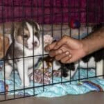 TJ-SP valida lei de adoção animal que cria central virtual