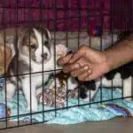 TJ-SP valida lei de adoção animal que cria central virtual