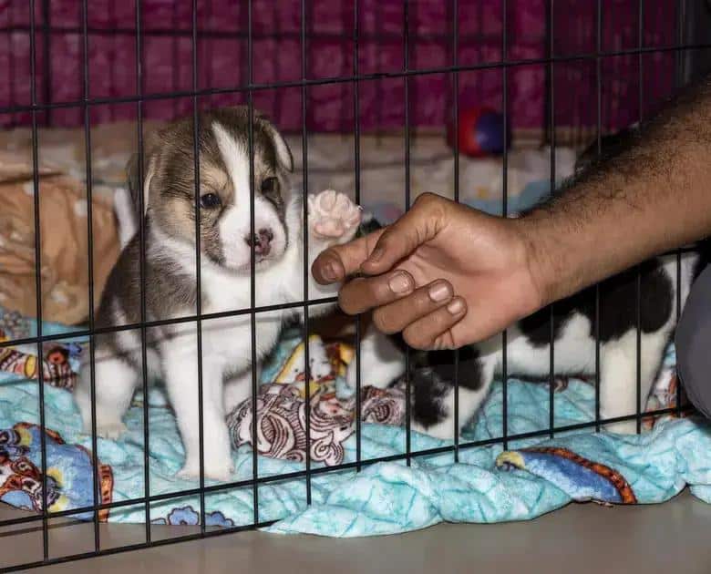 TJ-SP valida lei de adoção animal que cria central virtual